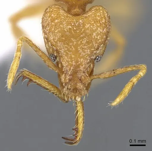Strumigenys rogeri specimen CASENT0914774 image casent0914774_2
