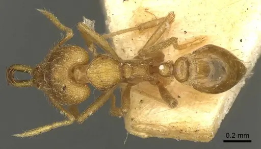 Strumigenys rogeri specimen CASENT0915699 image casent0915699_1