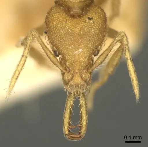 Strumigenys rogeri specimen CASENT0915699 image casent0915699_2