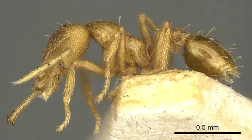 Strumigenys rogeri specimen CASENT0915699 image casent0915699_3