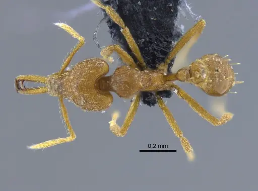 Strumigenys rogeri specimen CBUMAGENT41987 image cbumagent41987_1