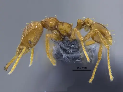 Strumigenys rogeri specimen CBUMAGENT41987 image cbumagent41987_3