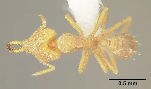 Strumigenys rogeri specimen JTLC000005597 image jtlc000005597_1