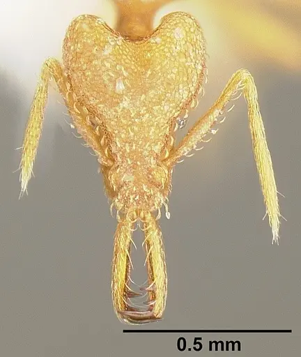 Strumigenys rogeri specimen JTLC000005597 image jtlc000005597_2