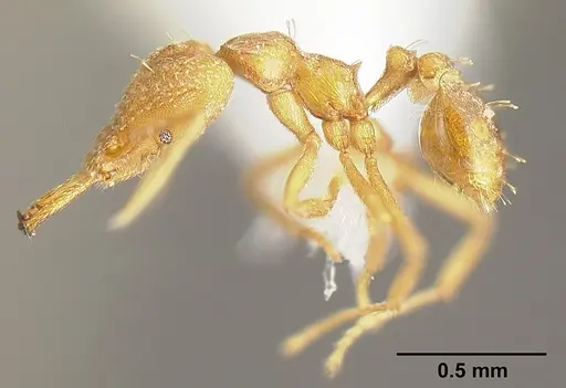 Strumigenys rogeri specimen JTLC000005597 image jtlc000005597_3