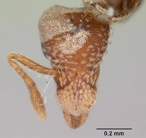 Strumigenys rohweri specimen CASENT0103125 image casent0103125_2