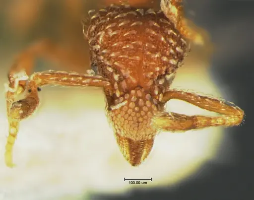 Strumigenys rohweri specimen CASENT0105662 image casent0105662_2