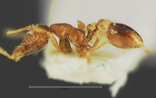 Strumigenys rohweri specimen CASENT0105662 image casent0105662_3