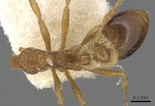 Strumigenys rohweri specimen CASENT0900172 image casent0900172_1