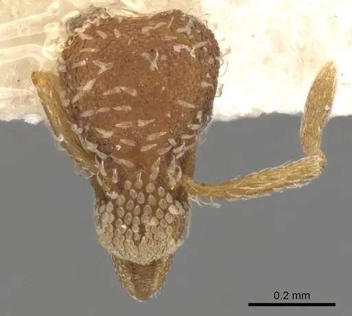 Strumigenys rohweri specimen CASENT0900172 image casent0900172_2