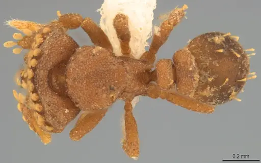 Strumigenys roomi specimen CASENT0425584 image casent0425584_1