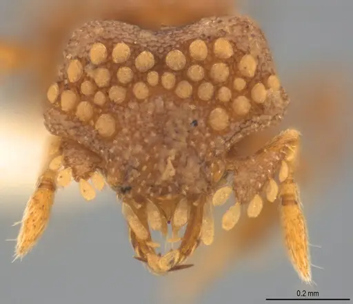 Strumigenys roomi specimen CASENT0425584 image casent0425584_2