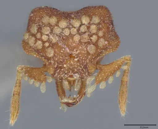 Strumigenys roomi specimen CASENT0810388 image casent0810388_1