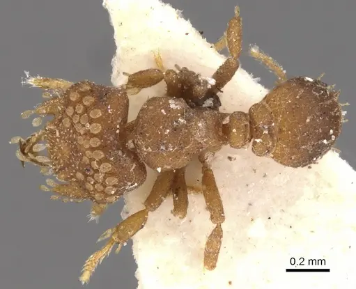 Strumigenys roomi specimen CASENT0900044 image casent0900044_1