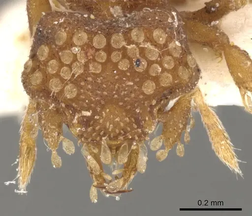 Strumigenys roomi specimen CASENT0900044 image casent0900044_2