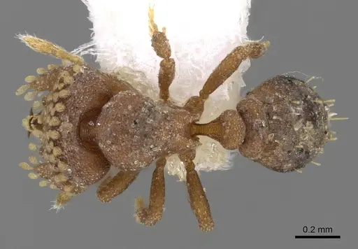 Strumigenys roomi specimen CASENT0914713 image casent0914713_1