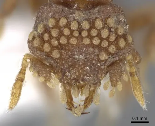 Strumigenys roomi specimen CASENT0914713 image casent0914713_2
