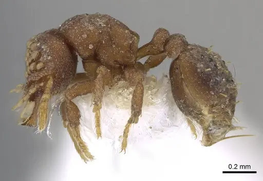 Strumigenys roomi specimen CASENT0914713 image casent0914713_3