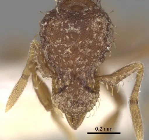 Strumigenys rostrataeformis specimen CASENT0280714 image casent0280714_2