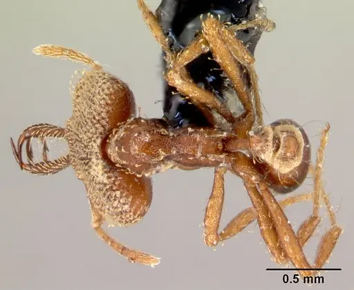 Strumigenys rotogenys specimen CASENT0179672 image casent0179672_1