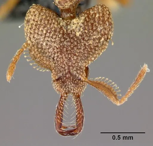 Strumigenys rotogenys specimen CASENT0179672 image casent0179672_2