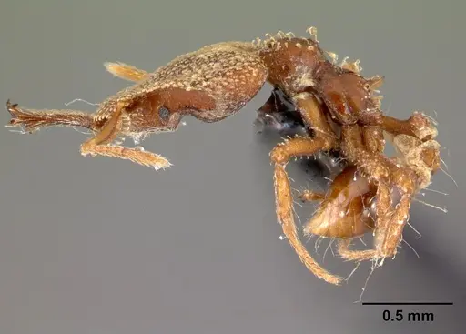 Strumigenys rotogenys specimen CASENT0179672 image casent0179672_3