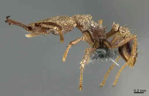 Strumigenys rotogenys specimen CASENT0387662 image casent0387662_1