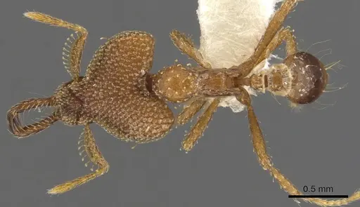 Strumigenys rotogenys specimen CASENT0900753 image casent0900753_1