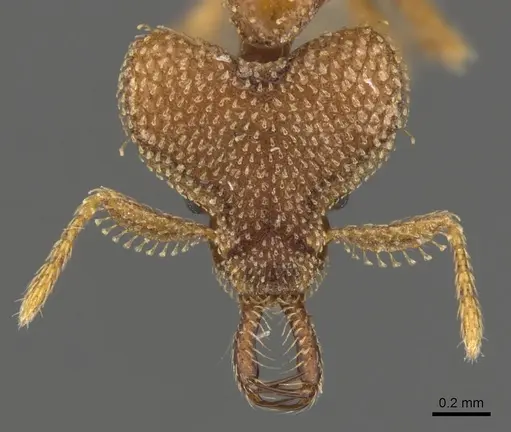 Strumigenys rotogenys specimen CASENT0900753 image casent0900753_2