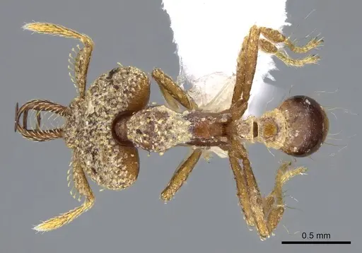 Strumigenys rotogenys specimen CASENT0914868 image casent0914868_1