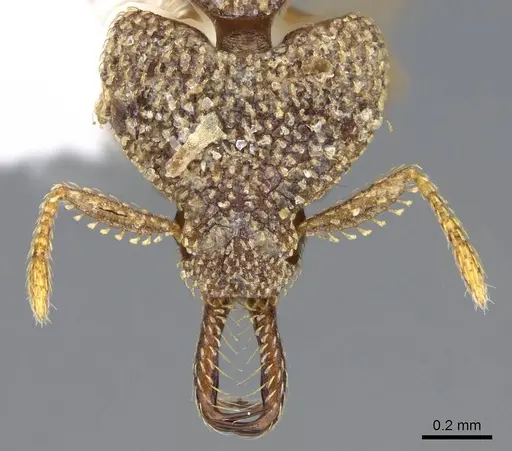 Strumigenys rotogenys specimen CASENT0914868 image casent0914868_2