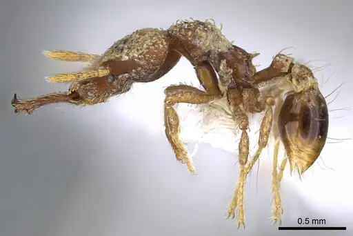 Strumigenys rotogenys specimen CASENT0914868 image casent0914868_3