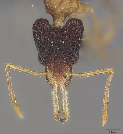 Strumigenys royi specimen CASENT0766081 image casent0766081_1