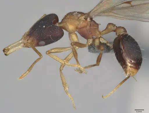 Strumigenys royi specimen CASENT0766081 image casent0766081_2