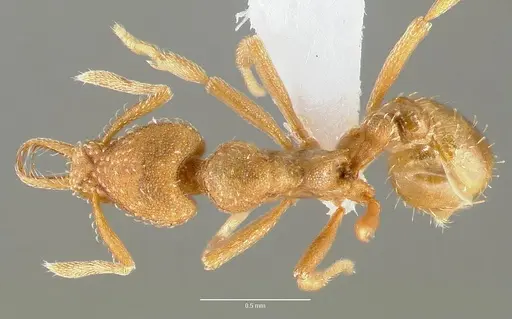 Strumigenys rubigus specimen CASENT0005630 image casent0005630_1