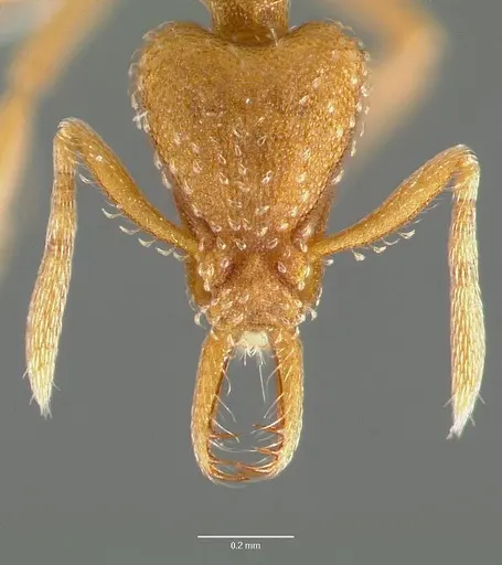 Strumigenys rubigus specimen CASENT0005630 image casent0005630_2