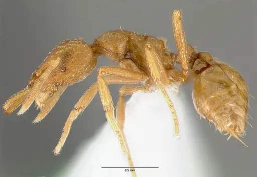 Strumigenys rubigus specimen CASENT0005630 image casent0005630_3