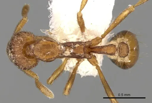 Strumigenys rudinodis specimen CASENT0280703 image casent0280703_1