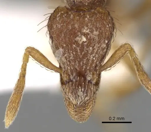 Strumigenys rudinodis specimen CASENT0280703 image casent0280703_2