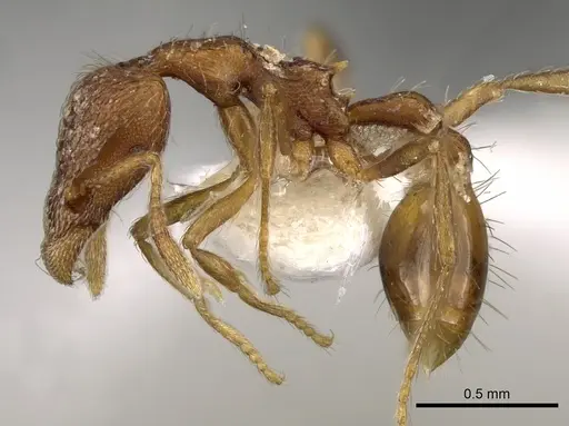 Strumigenys rudinodis specimen CASENT0280703 image casent0280703_3