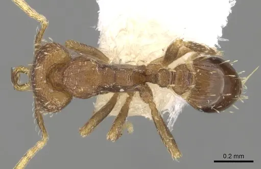 Strumigenys rufobrunea specimen CASENT0280725 image casent0280725_1