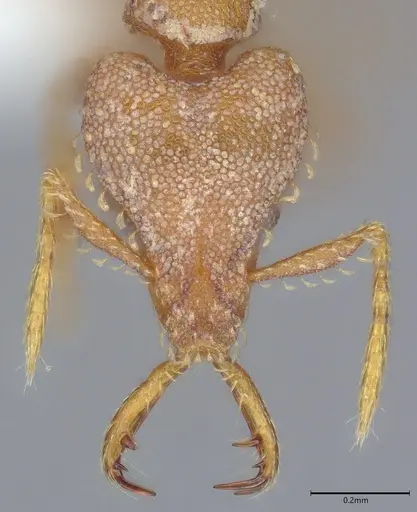 Strumigenys rufobrunea specimen CASENT0402148 image casent0402148_1