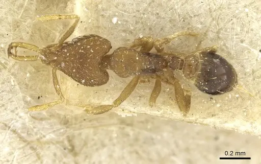 Strumigenys rufobrunea specimen CASENT0912863 image casent0912863_1