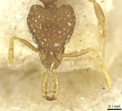 Strumigenys rufobrunea specimen CASENT0912863 image casent0912863_2