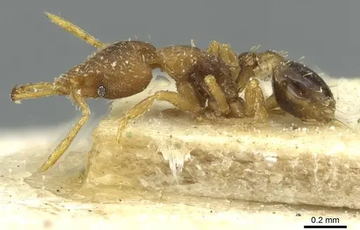 Strumigenys rufobrunea specimen CASENT0912863 image casent0912863_3