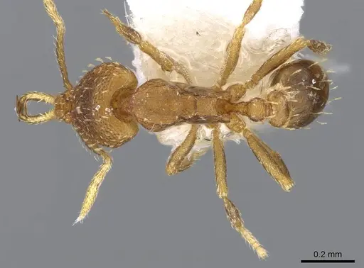 Strumigenys rufobrunea specimen CASENT0914775 image casent0914775_1