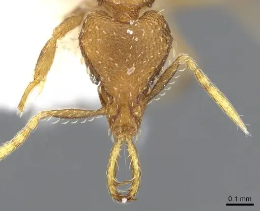 Strumigenys rufobrunea specimen CASENT0914775 image casent0914775_2