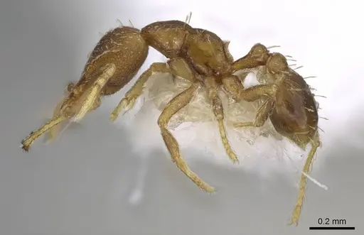 Strumigenys rufobrunea specimen CASENT0914775 image casent0914775_3