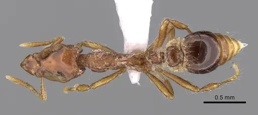 Strumigenys rugithorax specimen CASENT0281987 image casent0281987_1