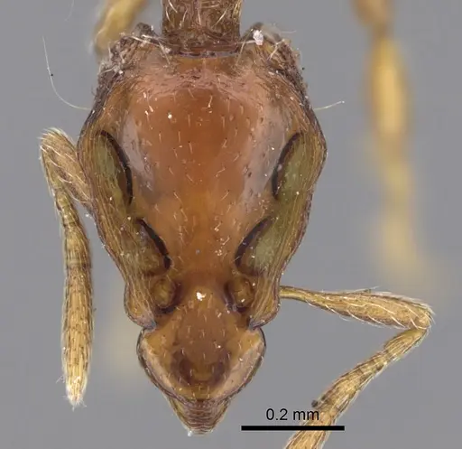 Strumigenys rugithorax specimen CASENT0281987 image casent0281987_2